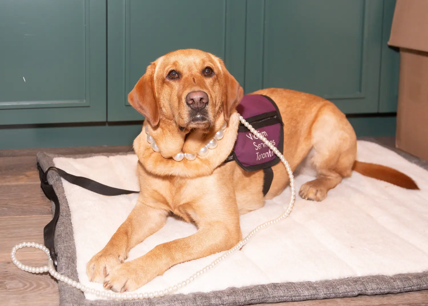 We are supports of Victim Services Toronto (VST). This is Penny, the VST trauma dog.