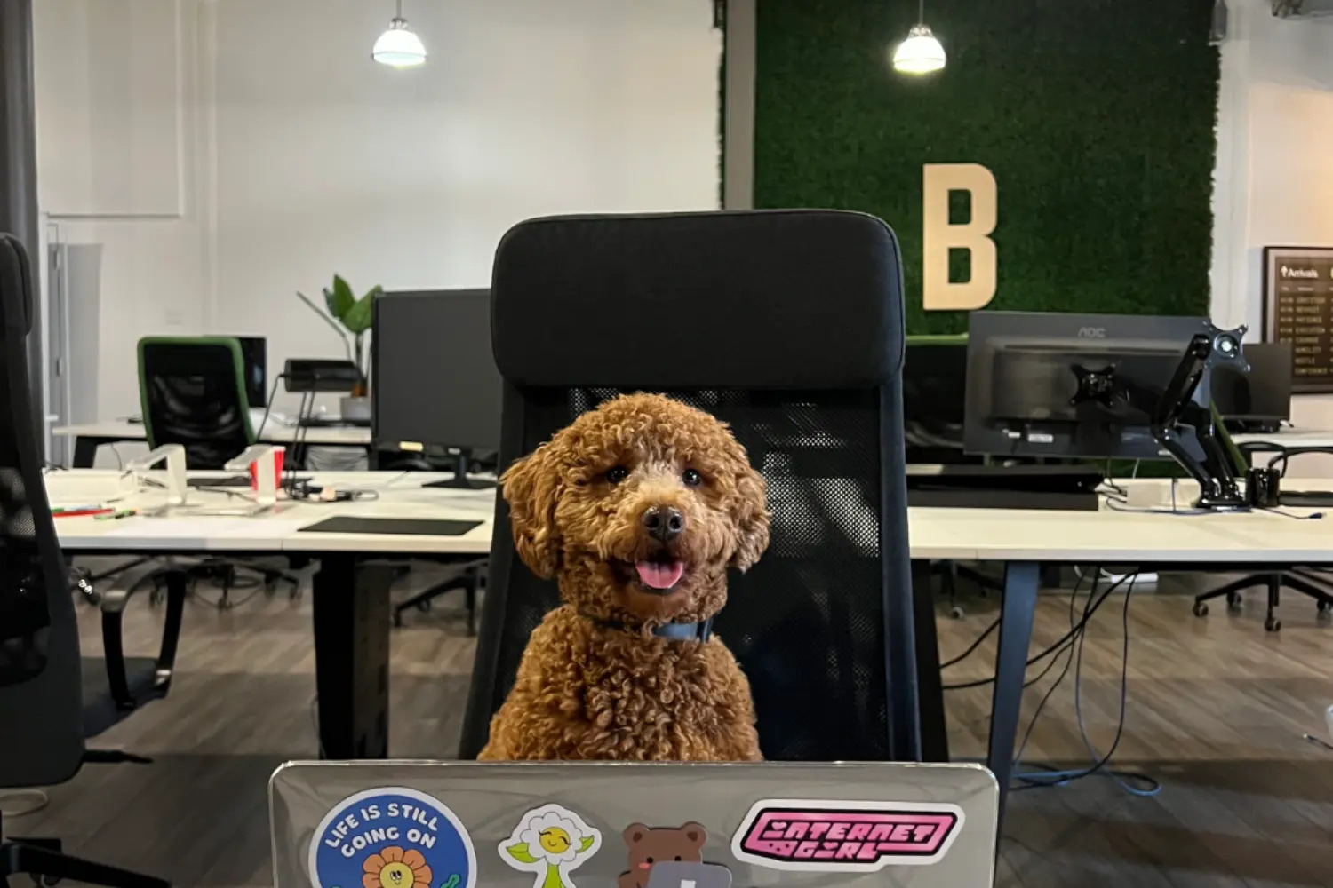 Work feels lighter with furry friends — joy and creativity are part of our culture.