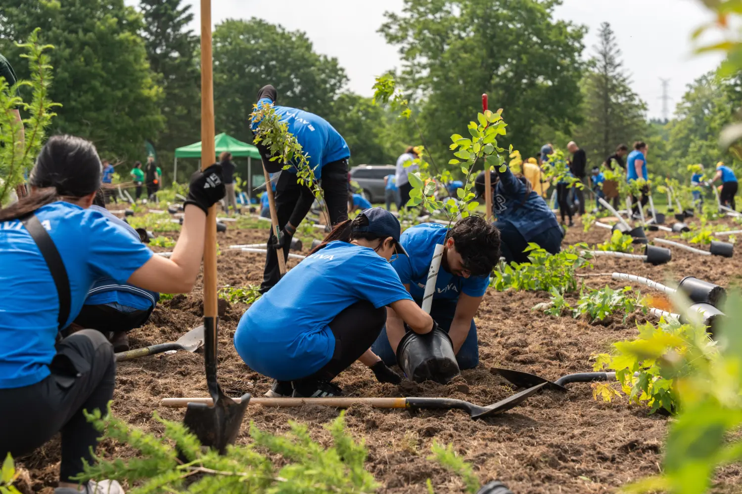 Colleagues tree planting for Aviva’s annual Climate Day event.