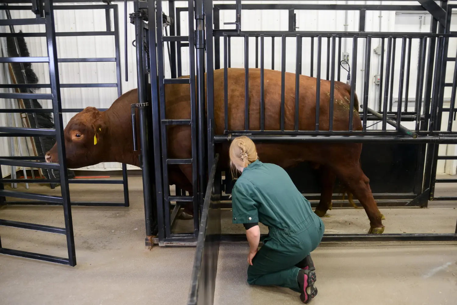 Large Animal appointment in our indoor heated facility.