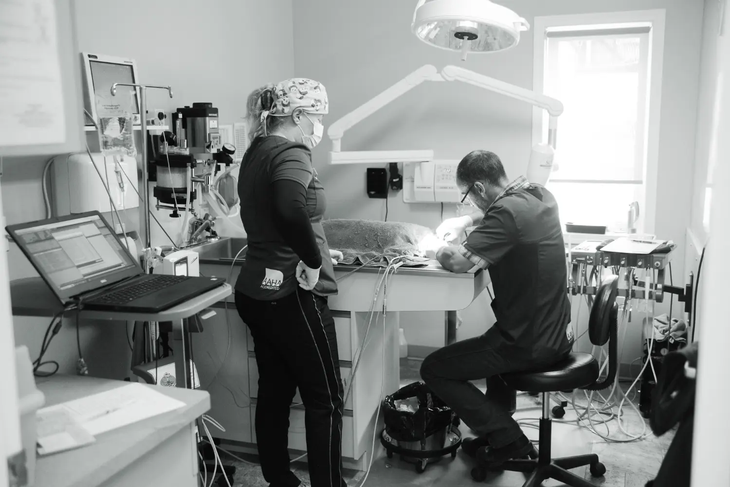 Dental appointment using preventative care to ensure happy healthy pets.