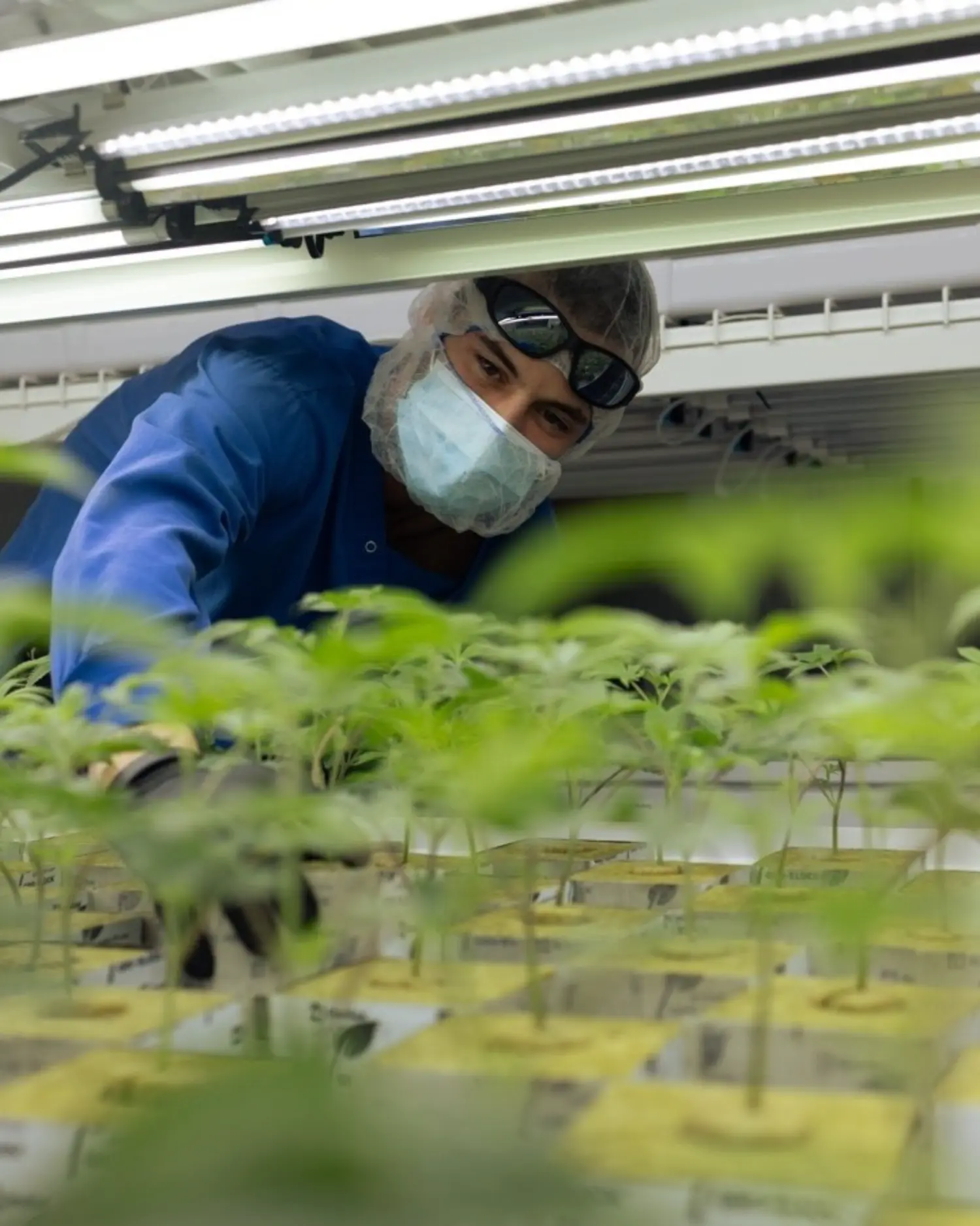 Meticulous work, done with heart, so that every gram delivered is up to standard.