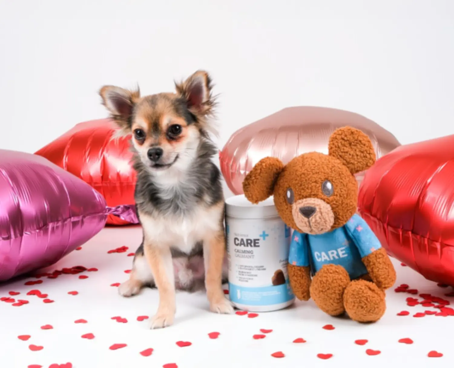 Employee pet photo shoot day at the office.