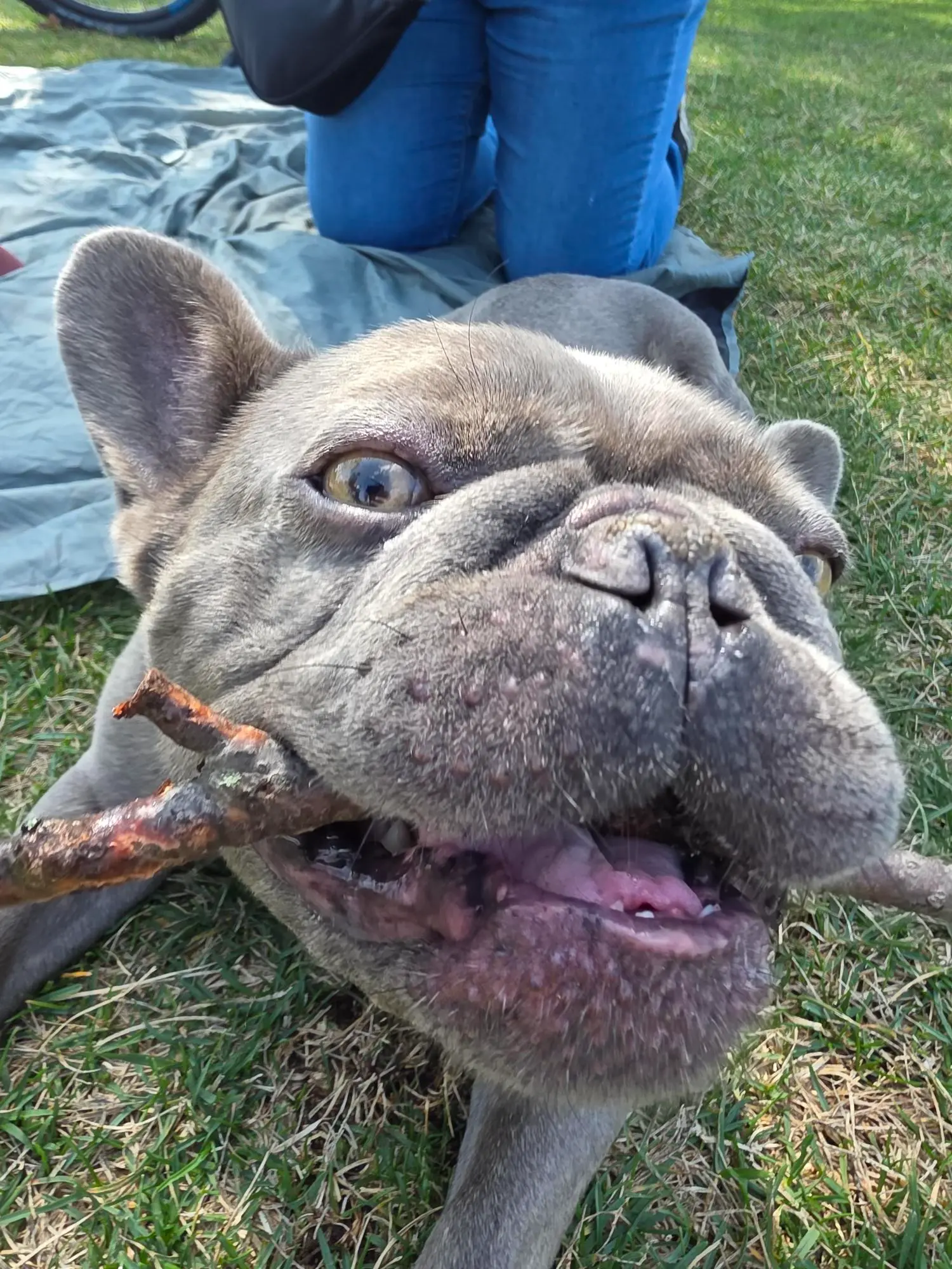 Everyone is invited to our summer BBQs, even our furry friends!