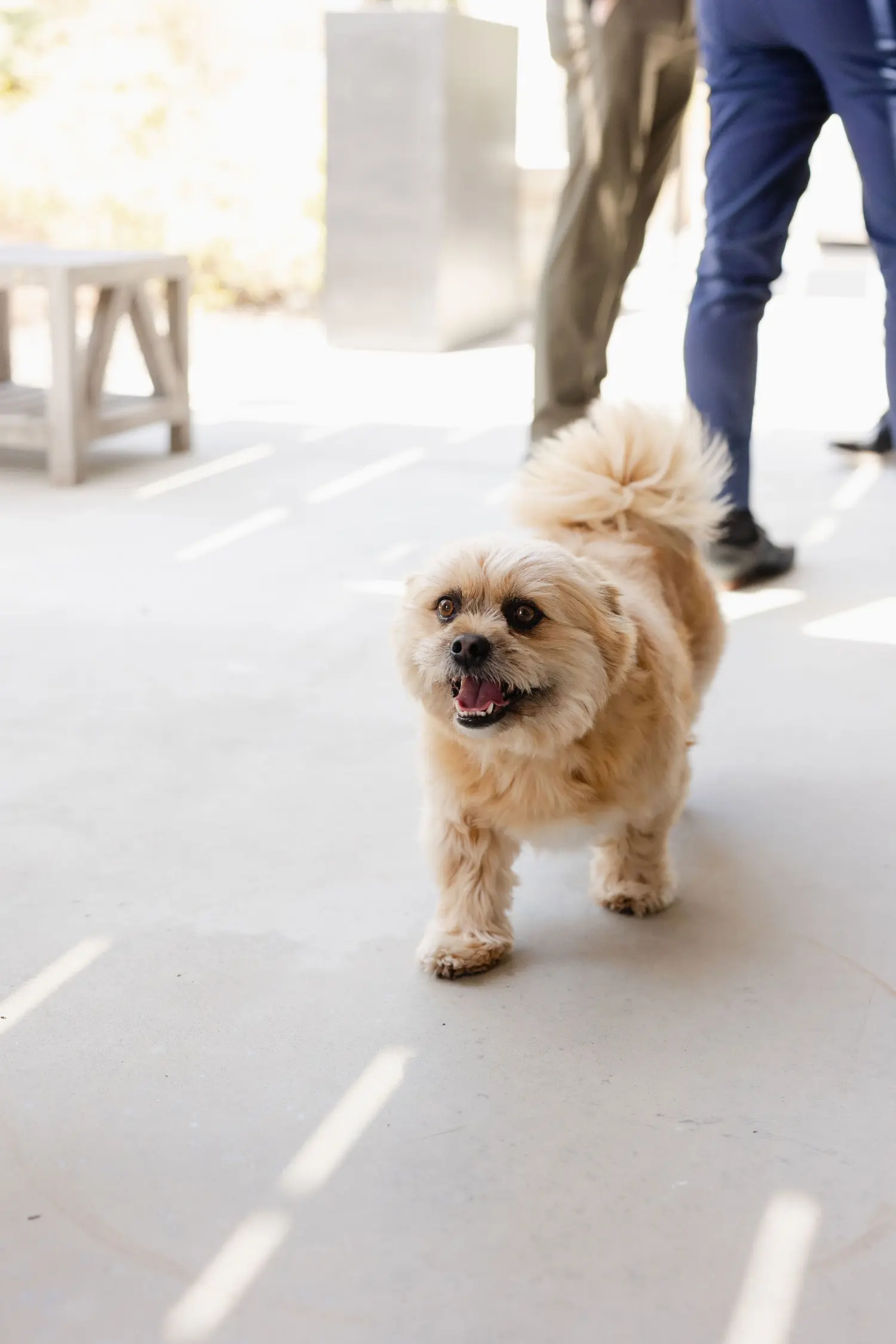 Every workplace needs someone to brighten the day. At Fusion, that’s Butters, our Chief Morale Officer.
